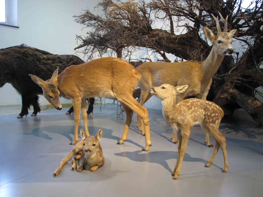 Naturmuseum Winterthur