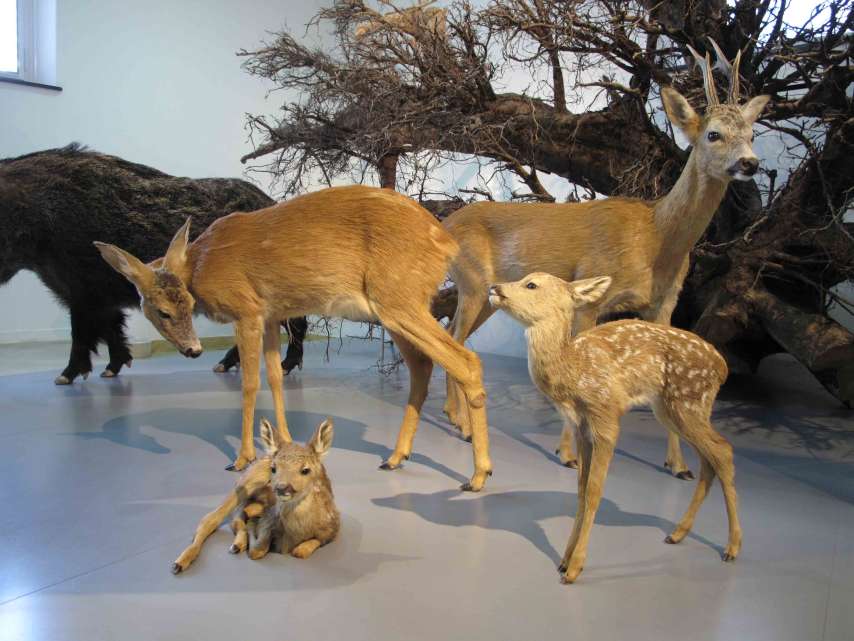 Naturmuseum Winterthur